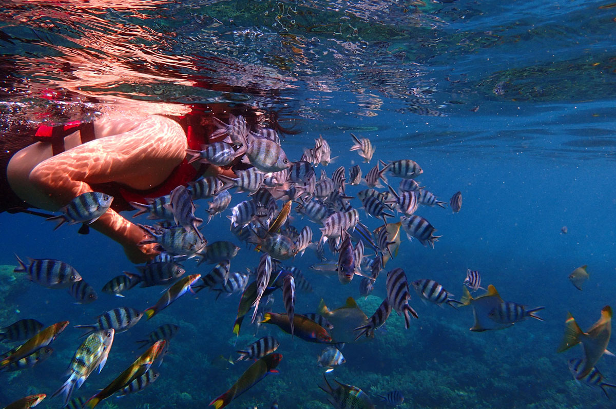 Underwater photography with the Olympus TG-4 | <a data-cke-saved-href=' https://www.flickr.com/photos/phalinn/26251838925' href=' https://www.flickr.com/photos/phalinn/26251838925' target="_blank"> Phalinn Ooi</a> Olympus TG-4 underwater photo