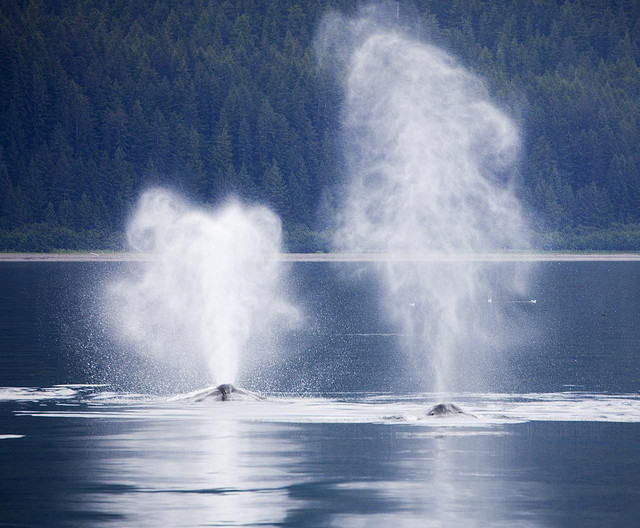 Flickr Credit: Christopher Michel Salish Sea - Orcas