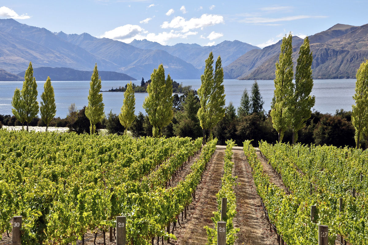 Otago Vineyard