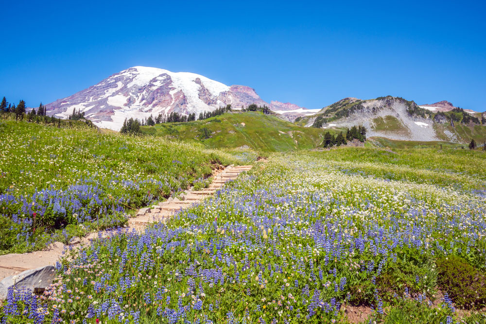 Paradise Mt. Rainier