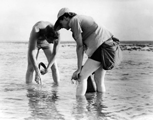 Rachel Carson Researching