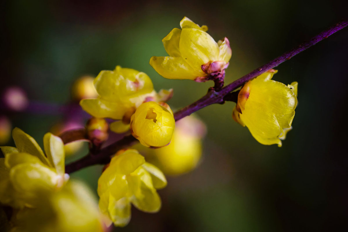 Sony 90mm f2.8 macro photo