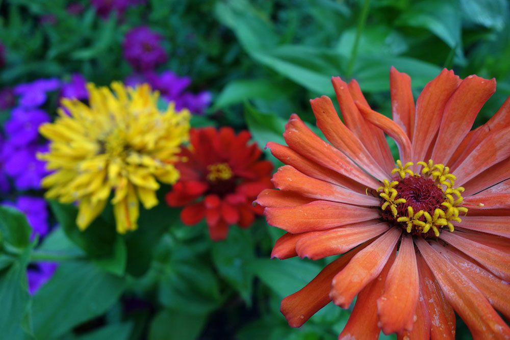 Sony RX100 flowers