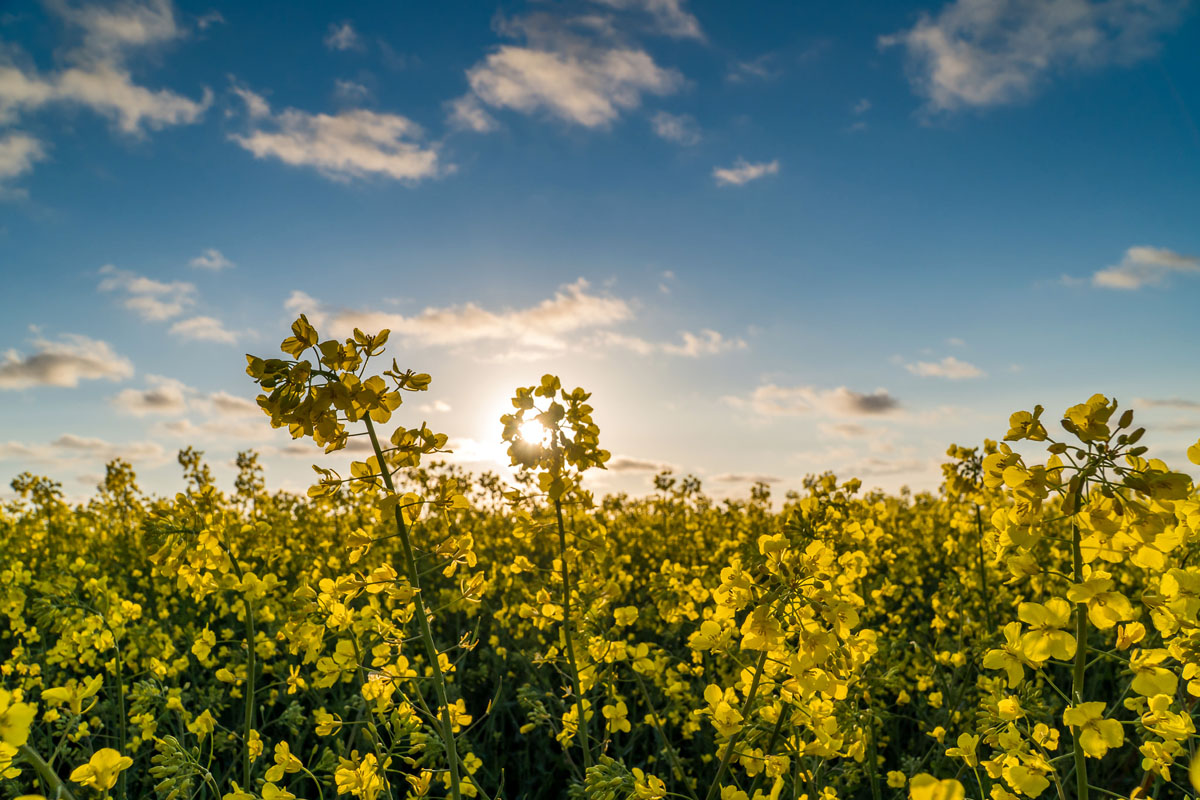 Sony a6300 flowers