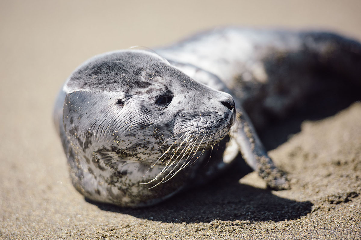 West Coast Trail (seal)