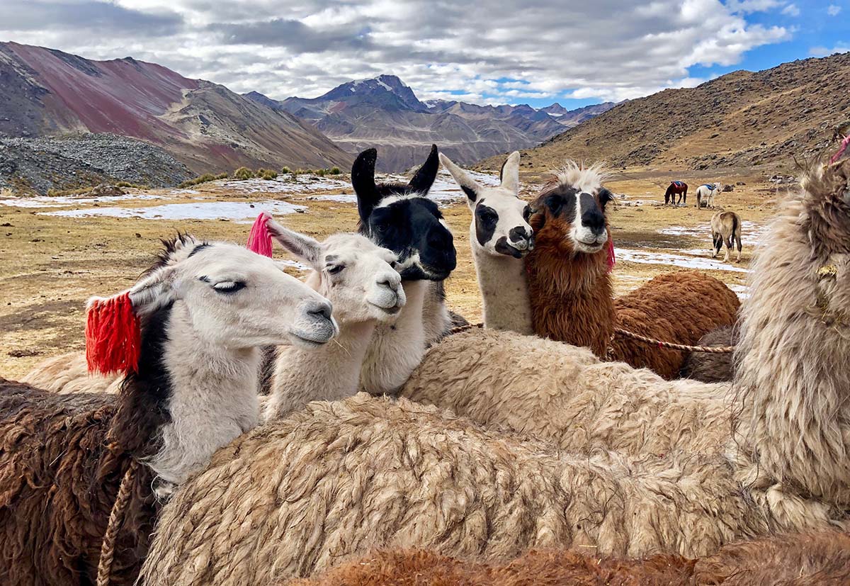 ​​Ausangate Trek (llamas)