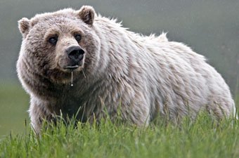 Denali National Park Alaska