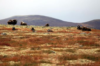 Dovrefjell Musk Oxen, Norway